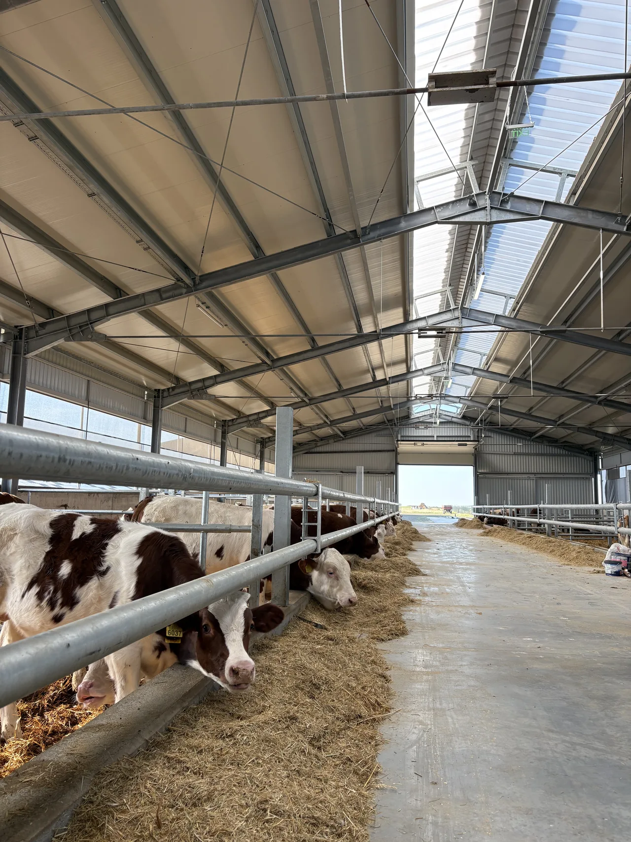 Interior of a cattle barn in use
