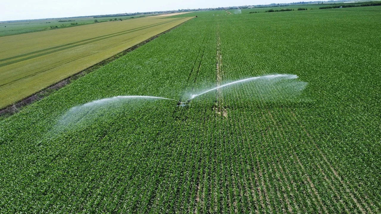 Bewässerungsanlage im Einsatz auf einem Maisfeld in Jimbolia, 2022